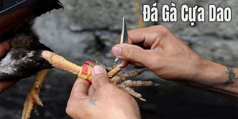 Luật đá gà cựa dao cần nắm vững