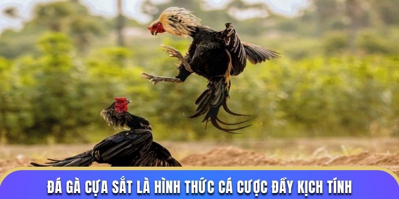 Các loại cựa sắt phổ biến