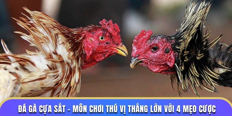 Tại sao đá gà cựa sắt được yêu thích tại i9BET?