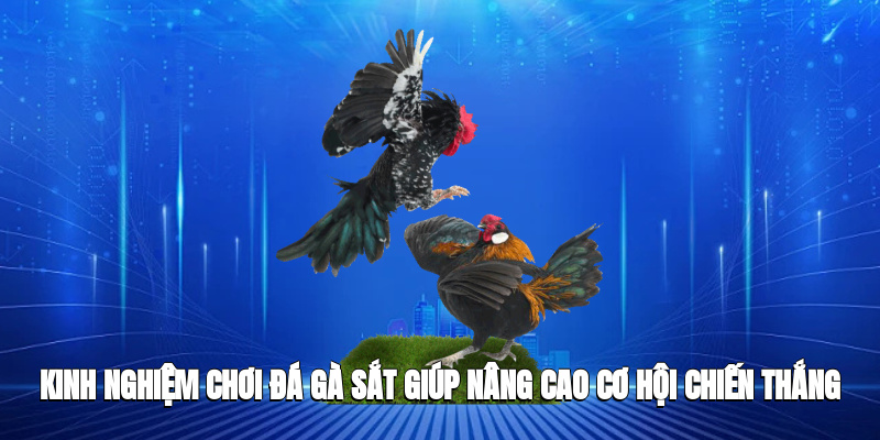 Kinh nghiệm chăm sóc chiến kê trước trận đấu