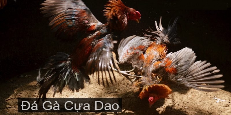 Vì sao đá gà cựa dao là nét đặc trưng không thể lẫn?