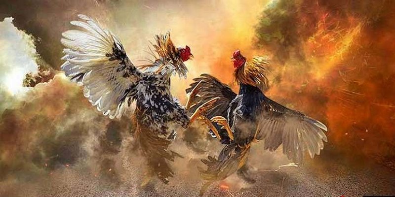 Hướng Dẫn Các Cách Xem Đá Gà Trực Tiếp C1