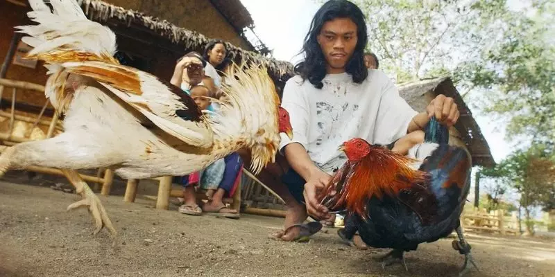 Những lưu ý quan trọng khi tham gia đá gà trên mạng