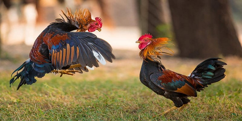 Đá gà trực tiếp C3 là gì?