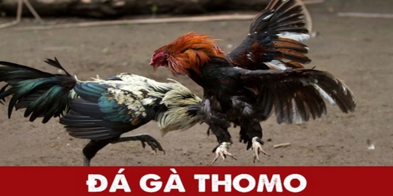 Những lưu ý về dịch vụ đá gà trực tiếp thomo 24/7
