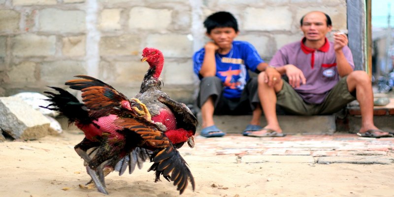 Vì sao nên tải ứng dụng trò chơi đá gà trực tiếp