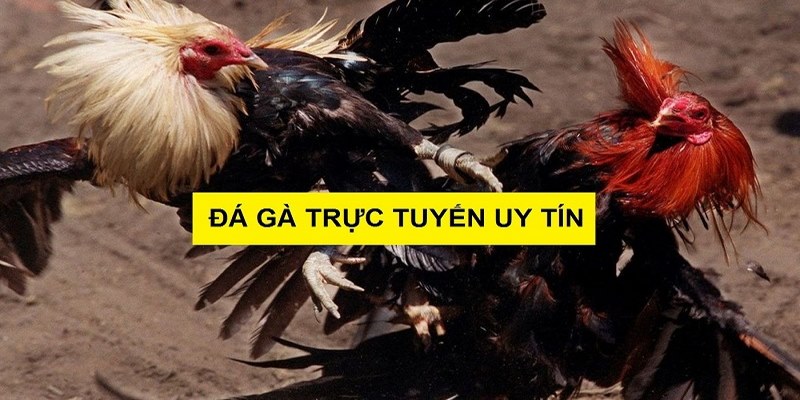 Các bước tải ứng dụng đá gà trực tuyến đơn giản, nhanh chóng