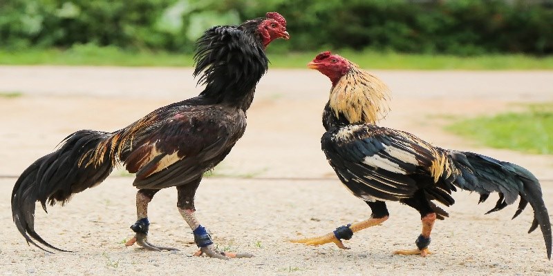 Những lưu ý quan trọng khi tạo tài khoản đá gà