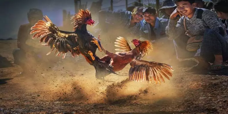 Cách chơi đá gà trên mạng trực tiếp đá gà trên mạng đơn giản, nhanh chóng