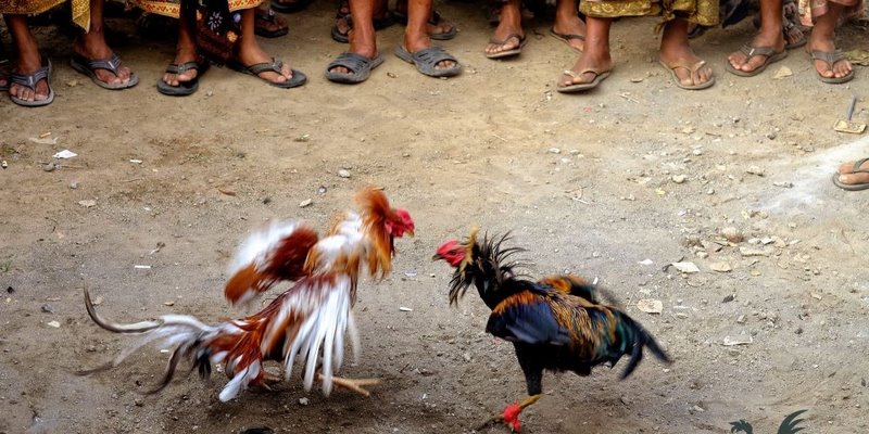 Vài nét cơ bản về trò chơi đá gà trực tiếp