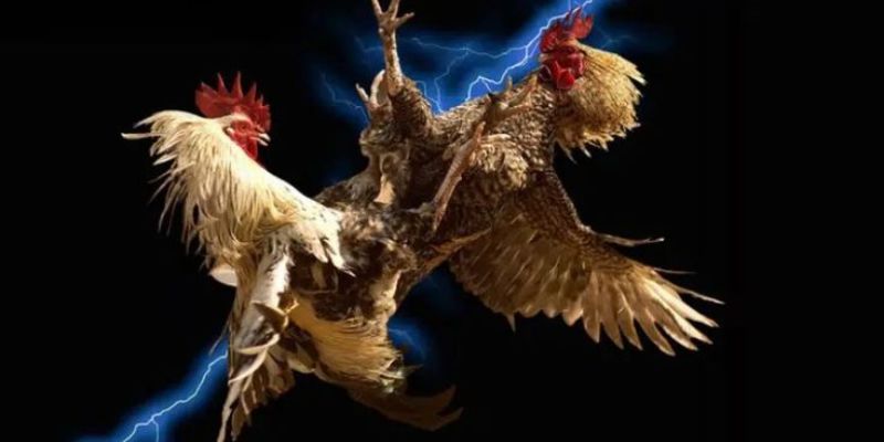 Hướng dẫn cách xem đá gà trực tiếp bên thomo tại i9BET