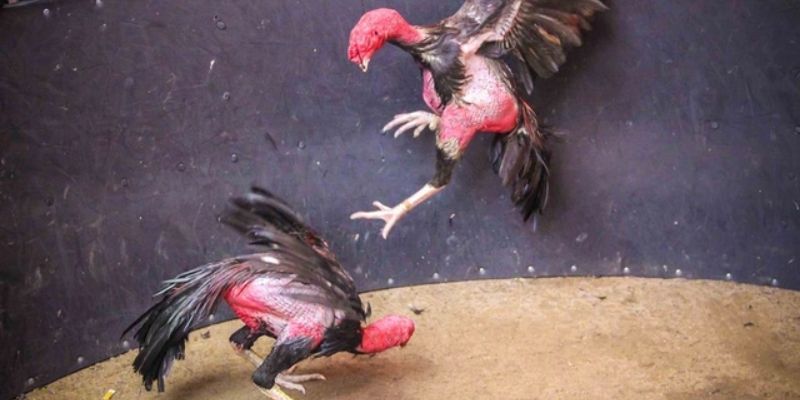 Ưu điểm của đá gà Mộc bài trực tiếp là gì?