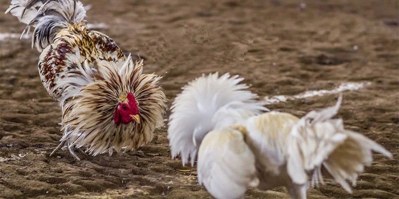 Cách tham gia cá cược tại đá gà Mộc Bài trực tiếp
