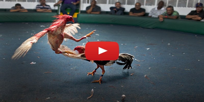 Tìm hiểu về bình luận viên đá gà Thomo