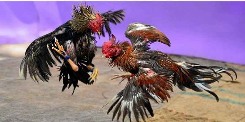 Đá Gà Trực Tiếp 67 - Sân Chơi Cá Cược Hàng Đầu