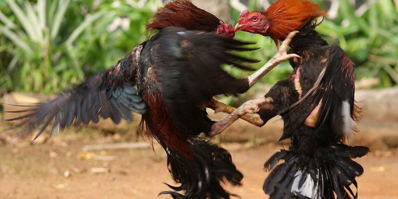 Địa chỉ phát sóng trực tiếp đá gà C1 hôm nay miễn phí